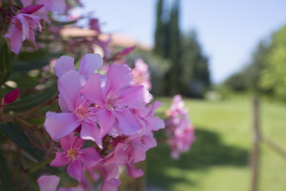 Agriturismo Le Vallette ビッボーナ エクステリア 写真